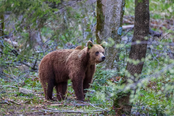 野生のクマはフグラシ山, ルーマニア — ストック写真