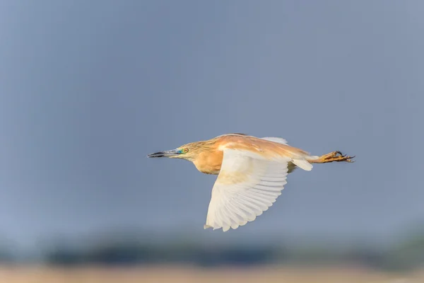 Alaca balıkçıl (ardeola ralloides) uçuş. — Stok fotoğraf