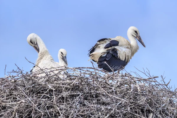 Cigüeñas blancas en el nido —  Fotos de Stock