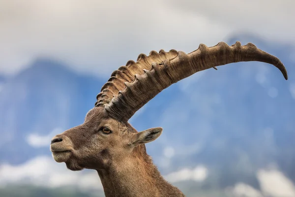 Alpesi kőszáli kecske (Capra ibex) Mont Blanc, Franciaország — Stock Fotó