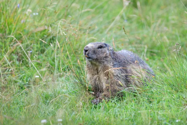 Świstak (Marmota marmota) w Alpach Francuskich — Zdjęcie stockowe