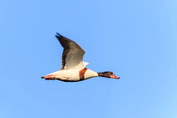 Wspólne (Tadorna tadorna Tadorna) — Zdjęcie stockowe