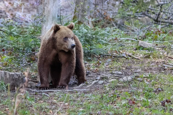 Dziki niedźwiedź w górach Fagaras — Zdjęcie stockowe