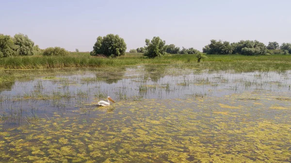 罗马尼亚多瑙河三角洲的白鹈鹕 Pelecanus Onocrotalus — 图库照片