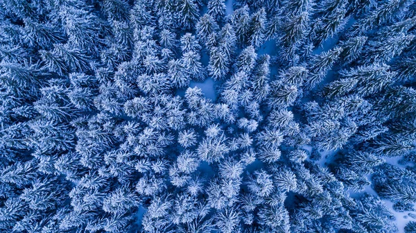 Gran Skog Vintern Ciucasbergen Rumänien — Stockfoto