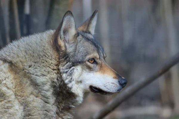 ヨーロッパの灰色のオオカミの肖像画を閉じます ルーマニア — ストック写真