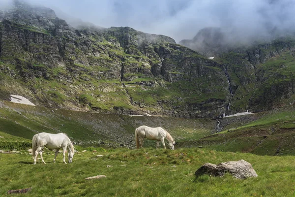 Horses grazing — Stock Photo, Image