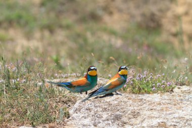 Avrupa arı yiyici (Merops apiaster))