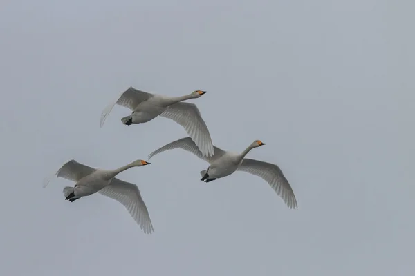 Cisne de Whooper (Cygnus cygnus) no inverno — Fotografia de Stock