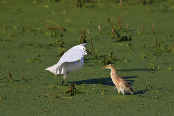 Little egret och squacco heron — Stockfoto
