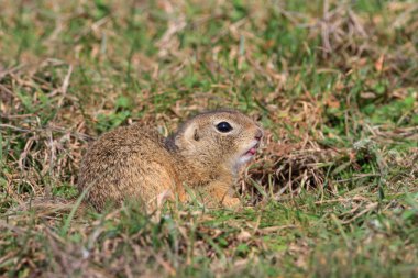Otların arasındaki çayır köpeği