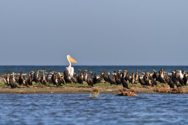 Karabatak (phalacrocorax carbo)