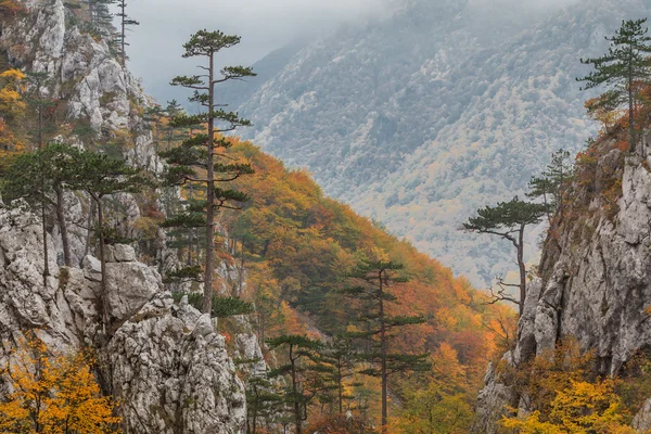 Tasnei Gorge, Roménia — Fotografia de Stock