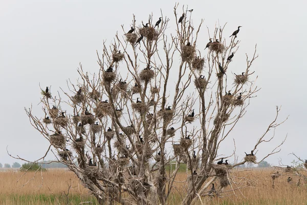 Nidos de cormoranes en un árbol —  Fotos de Stock