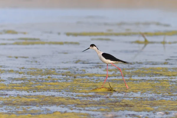 Svart bevinget Stilt – stockfoto