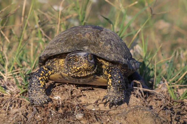 Evropská bog želva (emys orbicularis) — Stock fotografie