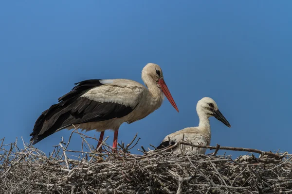 Weißstörche — Stockfoto