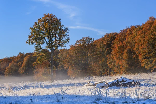 Foresta autunnale — Foto Stock