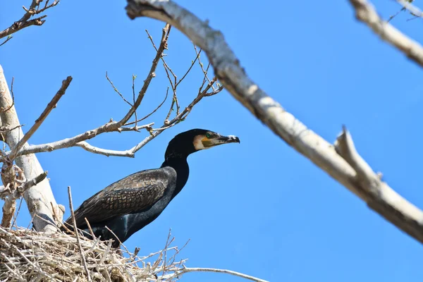 Kormorán (phalacrocorax carbo) na hnízdě — Stock fotografie