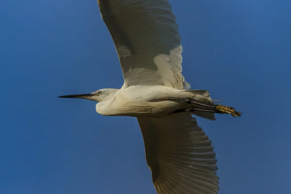 Маленький егрет (egretta garzetta ) — стокове фото