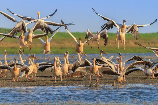 Bílý pelikáni (pelecanus onocrotalus) — Stock fotografie