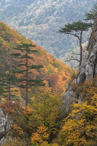 Tasnei Gorge, Roménia — Fotografia de Stock