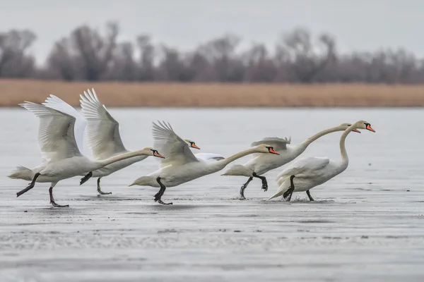 Cisnes blancos —  Fotos de Stock