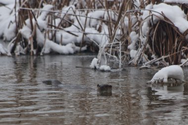 Avrupa su samuru (Lutra lutra)
