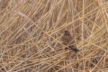 yaygın akbaba (Buteo buteo)