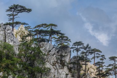 tasnei gorge, Romanya