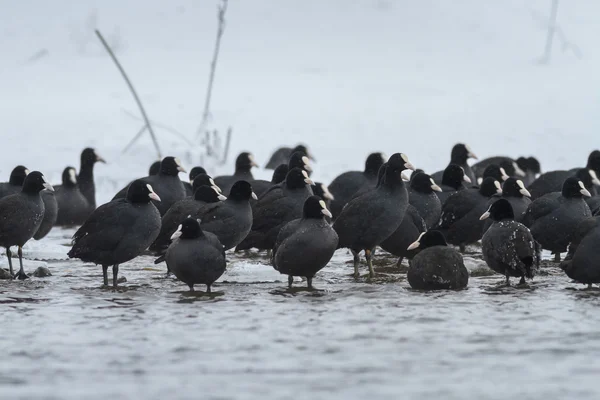 Coot eurasiático no inverno — Fotografia de Stock