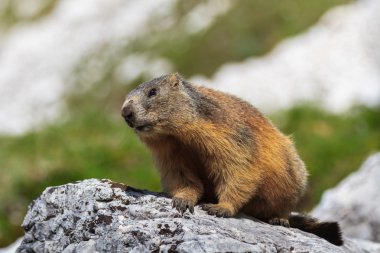Alpine marmot (Marmota marmota) on rock  clipart