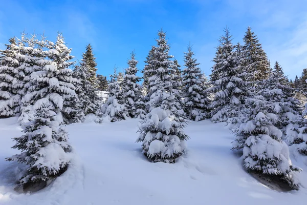 与冬季的松树森林 — 图库照片