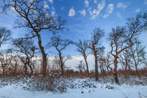 Paisaje invierno —  Fotos de Stock