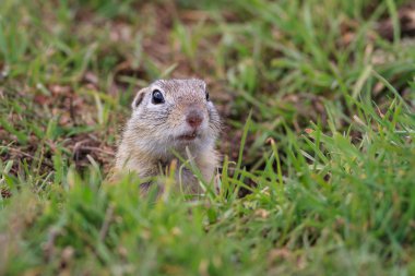 prairie dog (cynomys ludovicianus) clipart