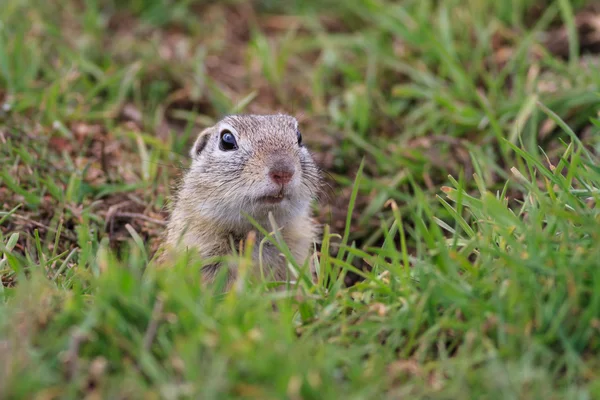 Chien de prairie (cynomys ludovicianus) ) — Photo