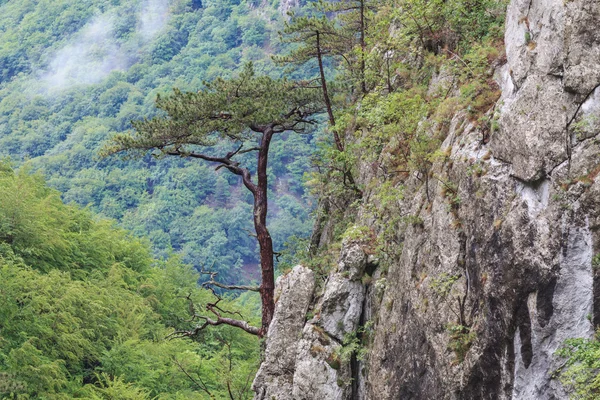 Tasnei Gorge, Romania — Stock Photo, Image