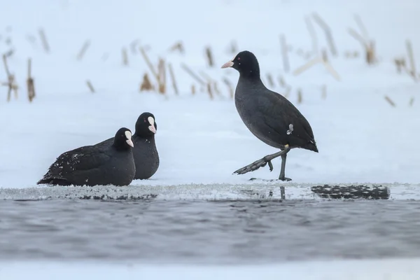Eurasian coot  in winter — Stock Photo, Image
