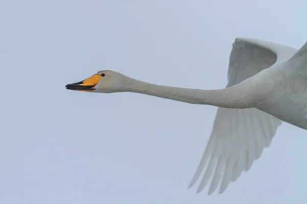 Whooper Swan (Cygnus cygnus) зимой — стоковое фото