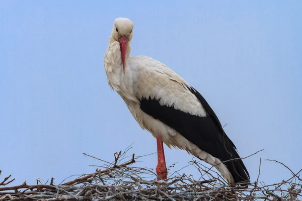 White stork — Stock Photo, Image