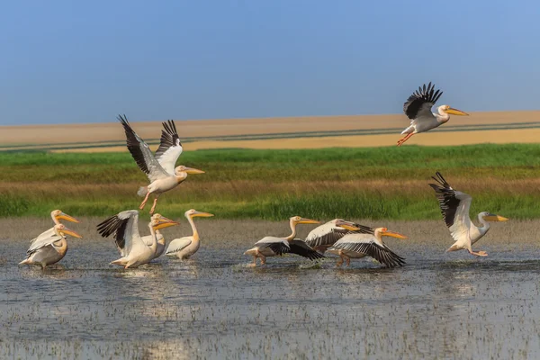 Pelícanos blancos (pelecanus onocrotalus ) — Foto de Stock