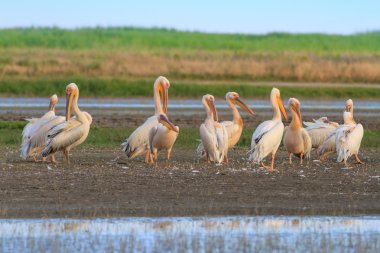 Beyaz Pelikan (pelecanus onocrotalus)