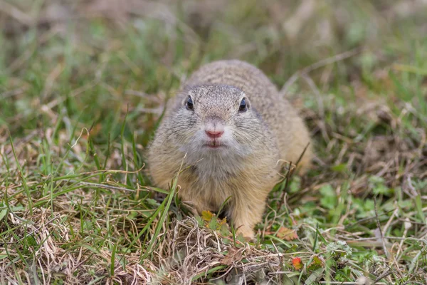 Prairie dog in the grass — Stock Photo, Image