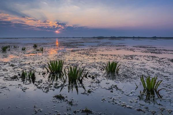 Východ slunce v dunajské deltě — Stock fotografie