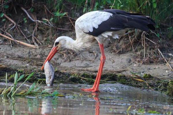 White stork (ciconia ciconia) — Stock Photo, Image