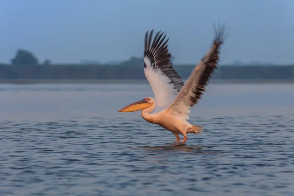 Witte pelikaan (Pelecanus onocrotalus)) — Stockfoto