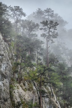 tasnei gorge, Romanya