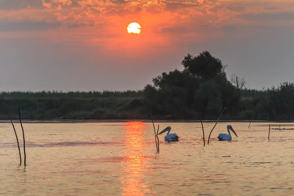 Gündoğumu Danube Delta, Romanya — Stok fotoğraf