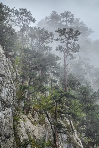 Tasnei Gorge, Romania — Stock Photo, Image