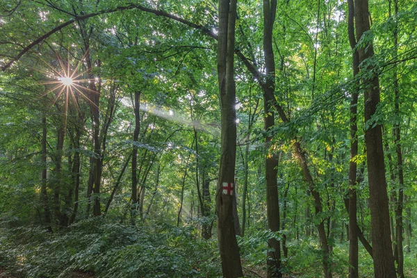 Sunrise in forest — Stock Photo, Image